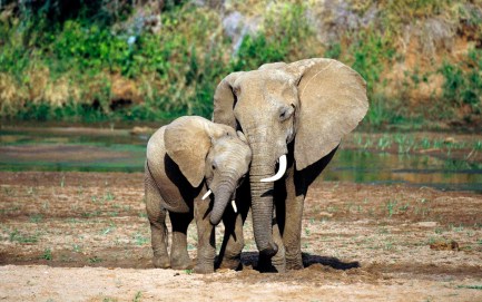 fond_ecran_elephants