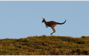 Femina_Sarah_Marquis_Australie_01